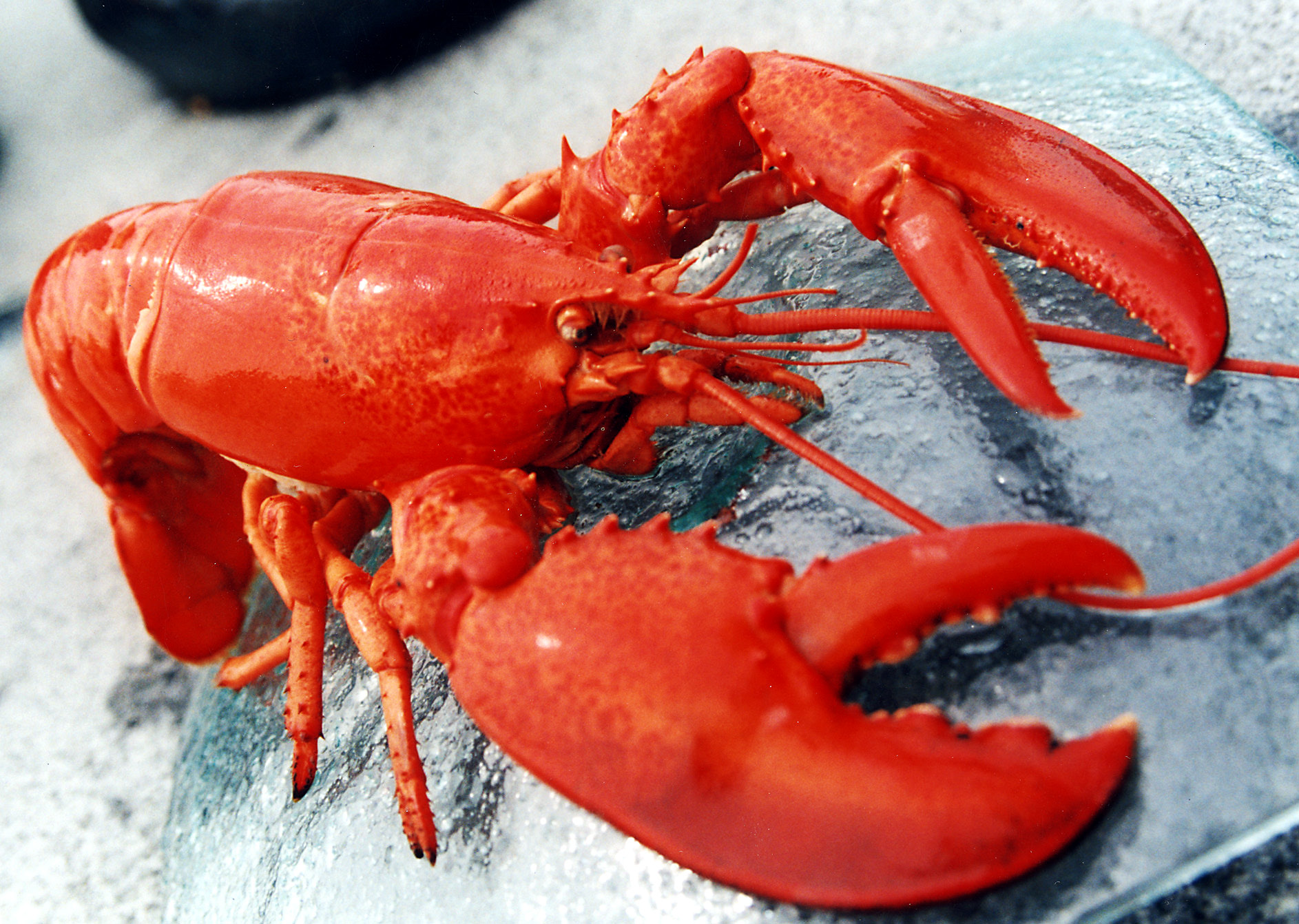 Cool Lobster