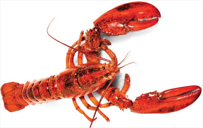 Cute Lobster