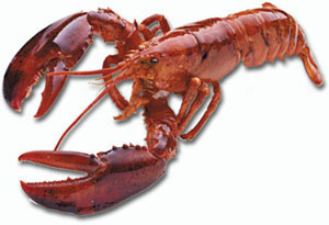 Photo Lobster