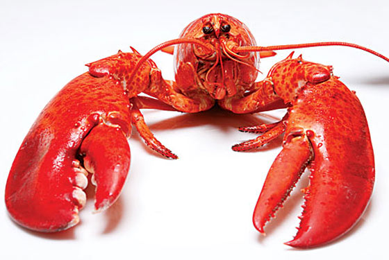 Lobster photo 