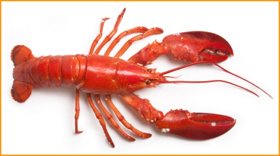 Lobster wallpaper