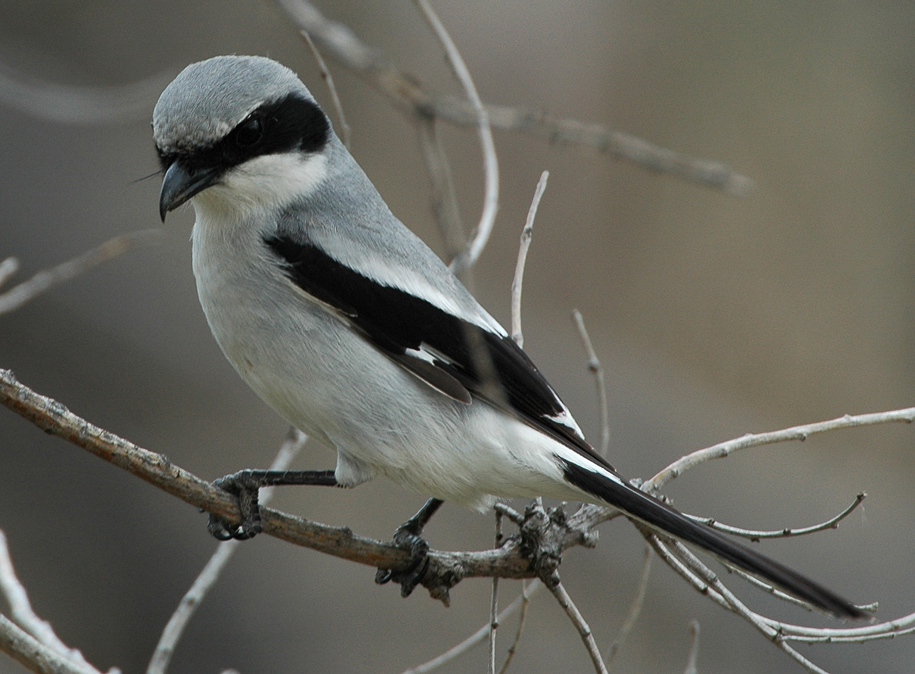 Pretty Loggerhead shrike