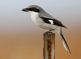 Pretty Loggerhead shrike