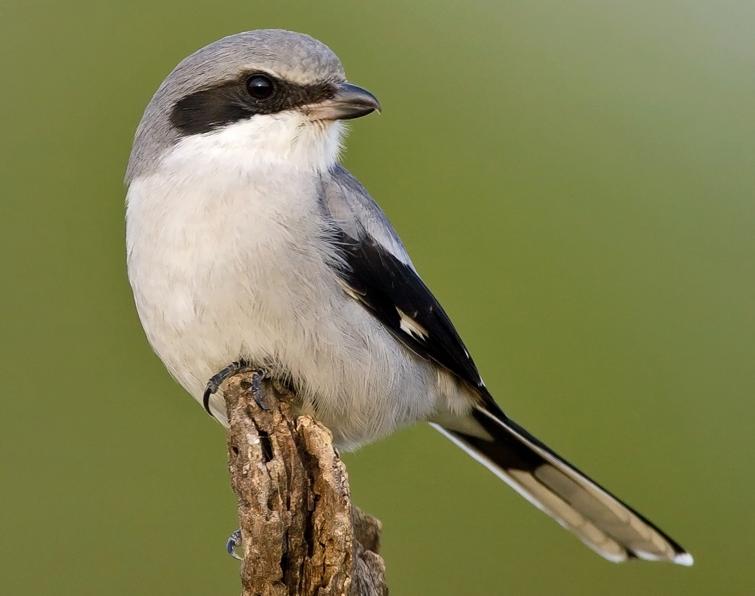 Pretty Loggerhead shrike