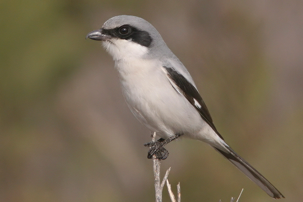 Pretty Loggerhead shrike