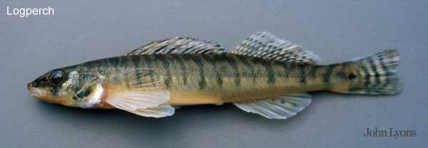 Logperch