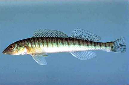 Pretty Logperch