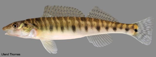 Pretty Logperch