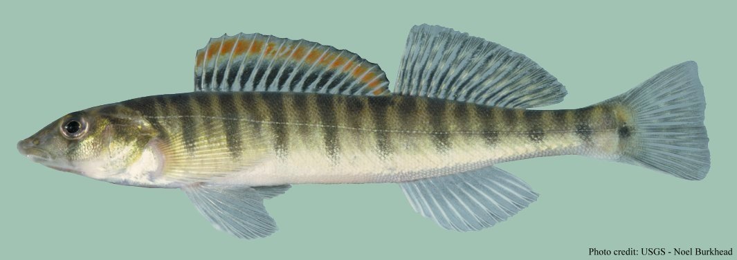 Pretty Logperch