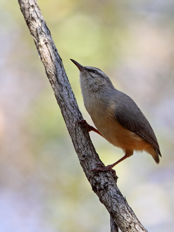 Long-billed crombec