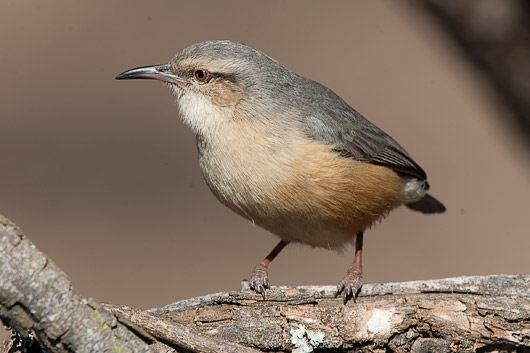 Pretty Long-billed crombec