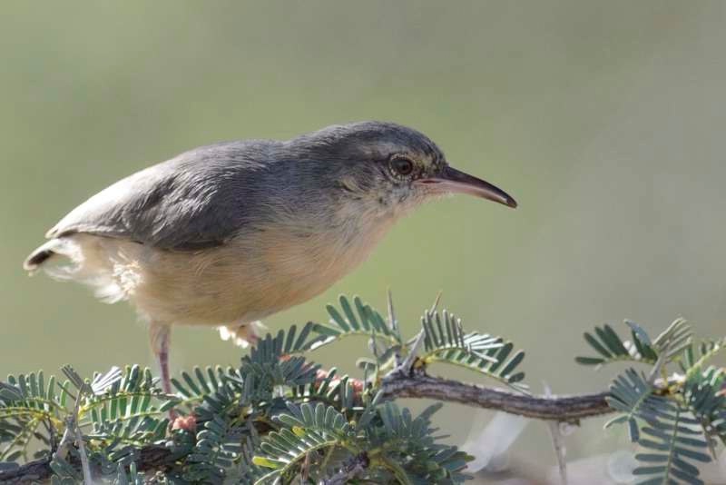 Pretty Long-billed crombec