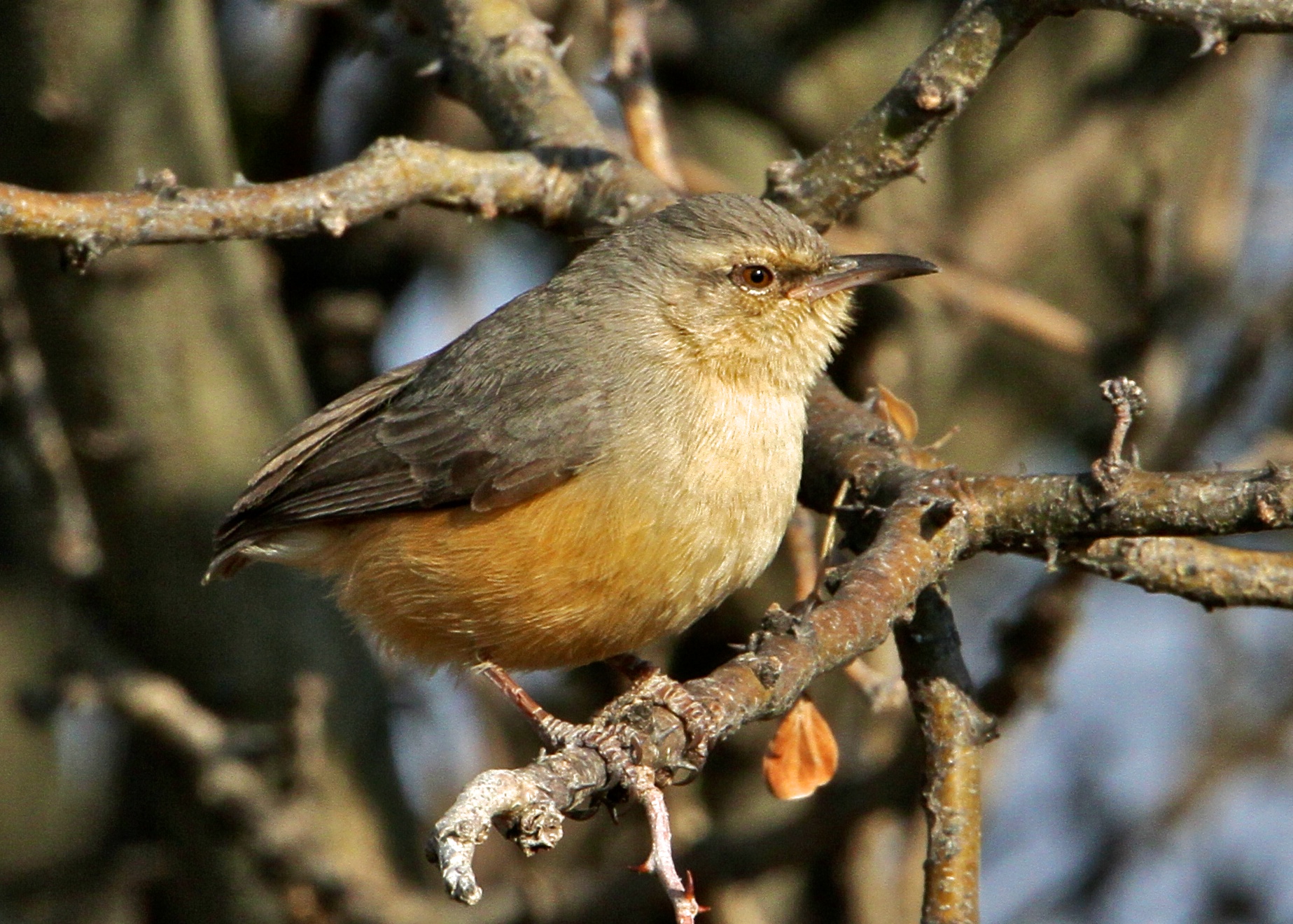 Pretty Long-billed crombec