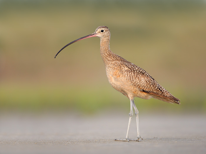 Long-billed curlew