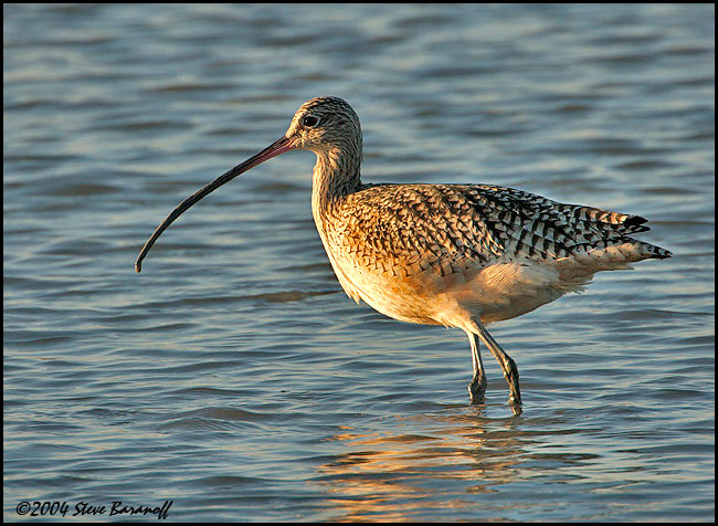 Pretty Long-billed curlew
