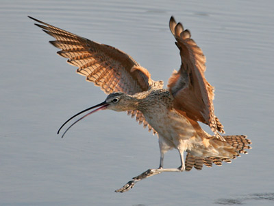 Pretty Long-billed curlew