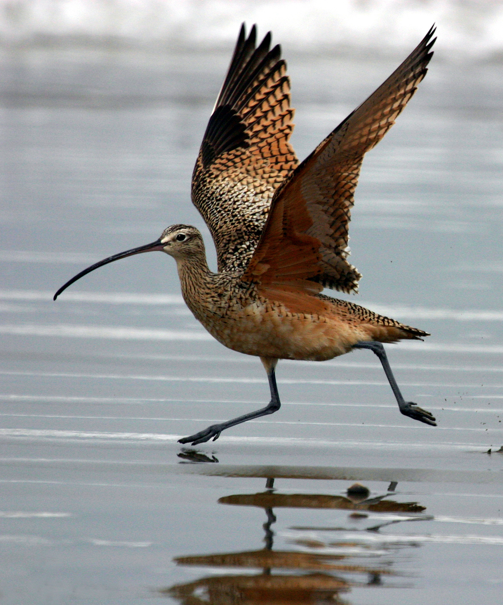 Pretty Long-billed curlew