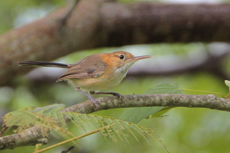 Long-billed gnatwren