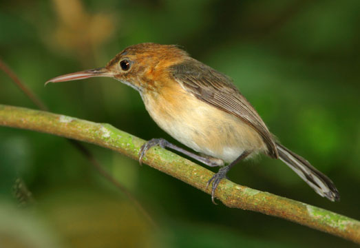 Pretty Long-billed gnatwren