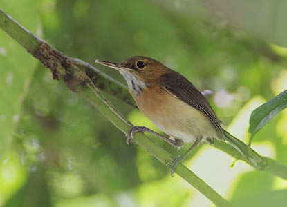 Pretty Long-billed gnatwren