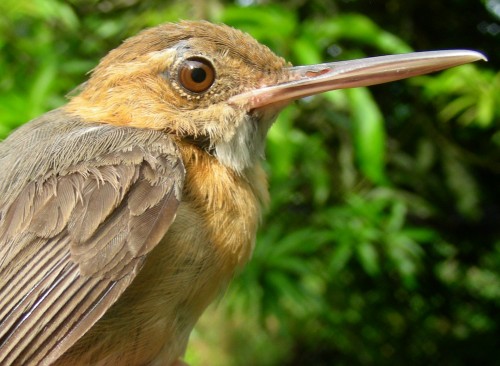 Pretty Long-billed gnatwren