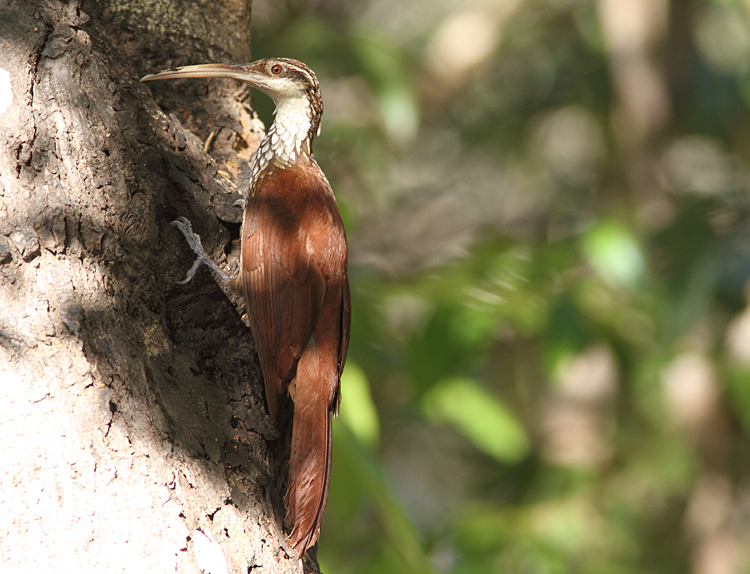 Pretty Long-billed woodcreeper