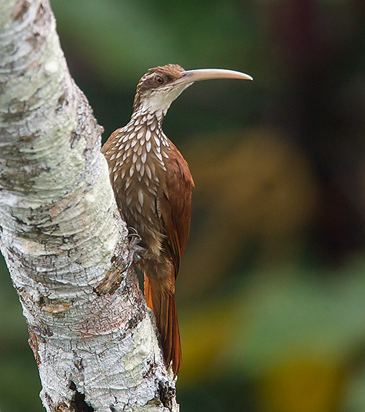 Pretty Long-billed woodcreeper