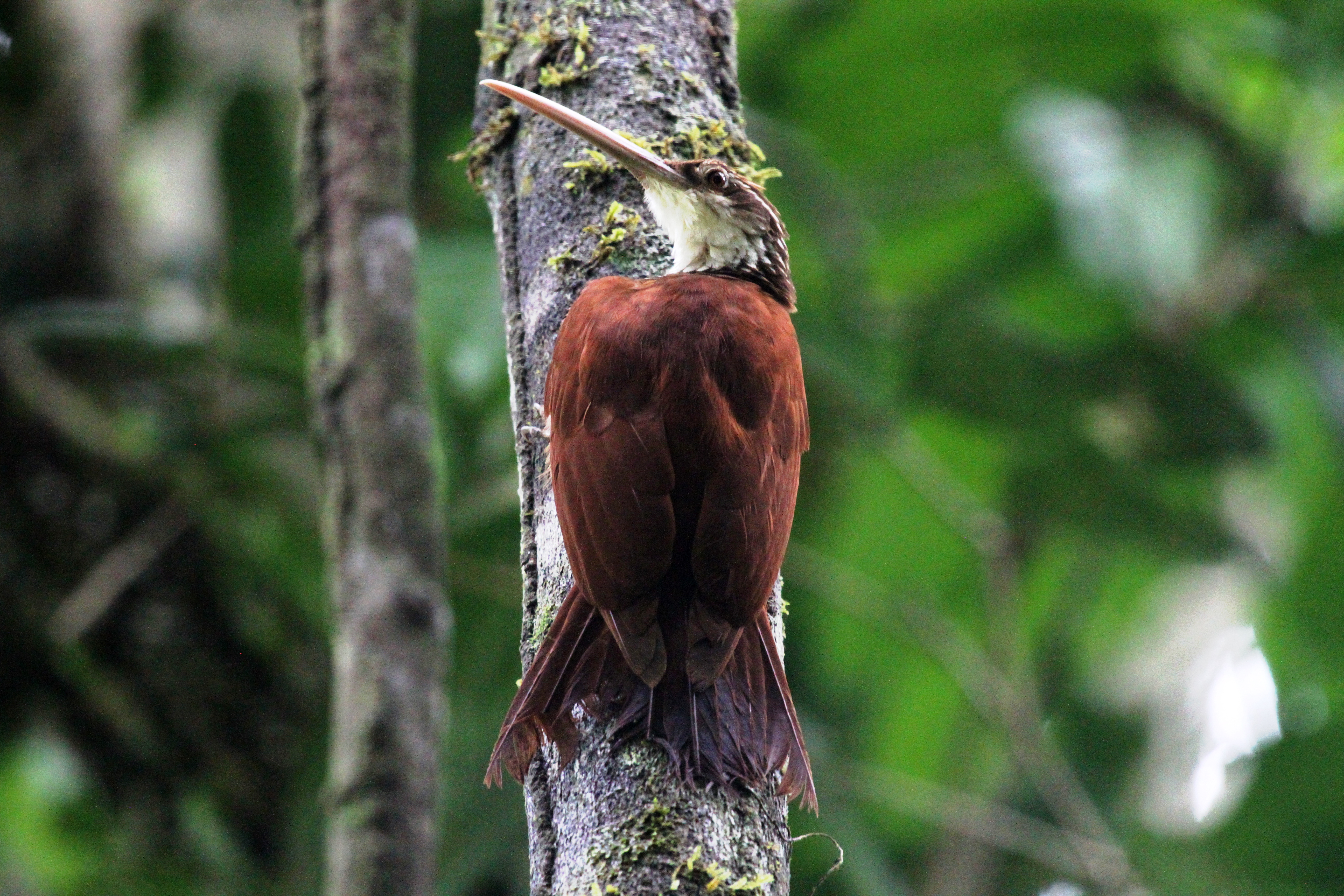 Pretty Long-billed woodcreeper