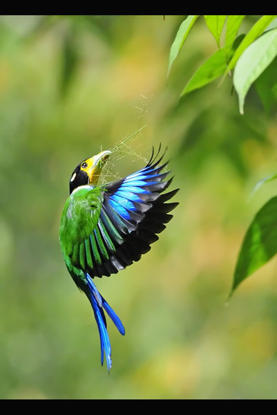 Long-tailed broadbill