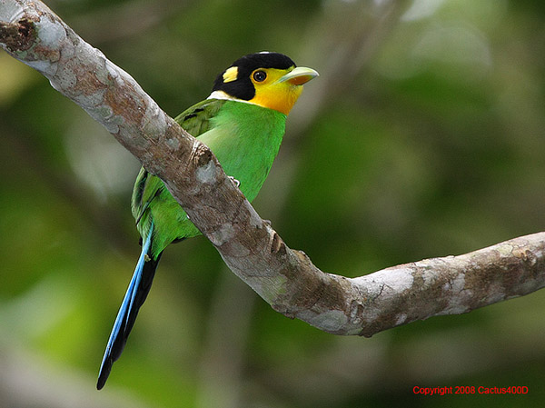 Pretty Long-tailed broadbill