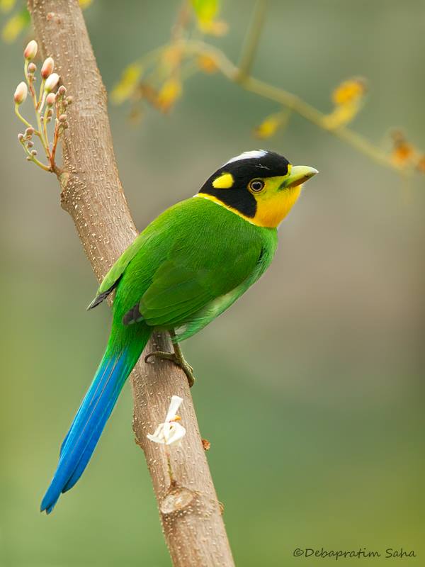 Pretty Long-tailed broadbill