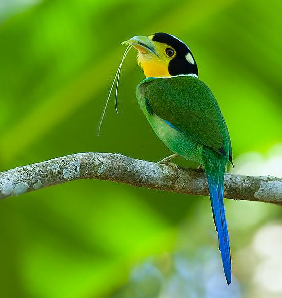 Pretty Long-tailed broadbill
