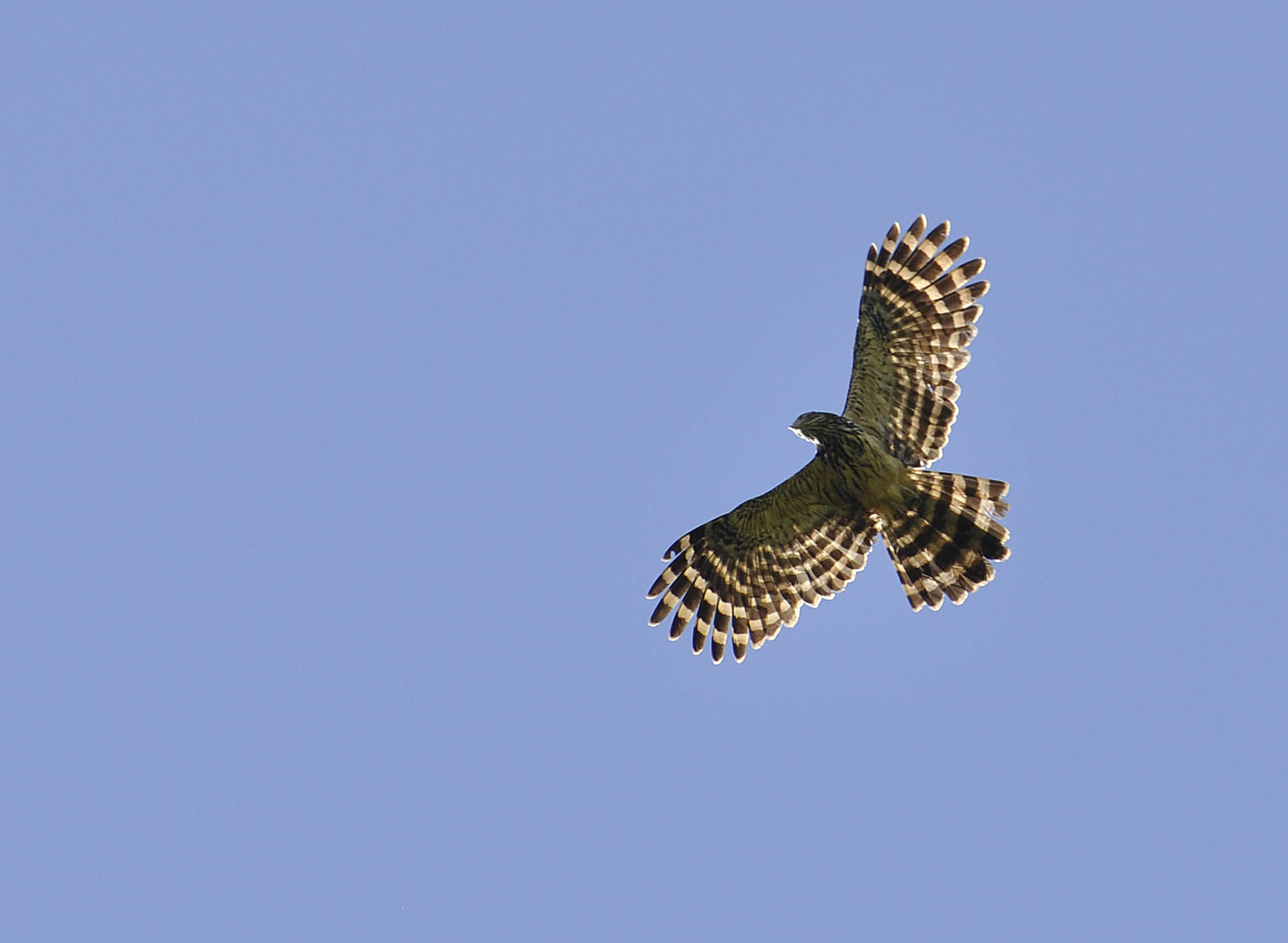 Long-tailed buzzard
