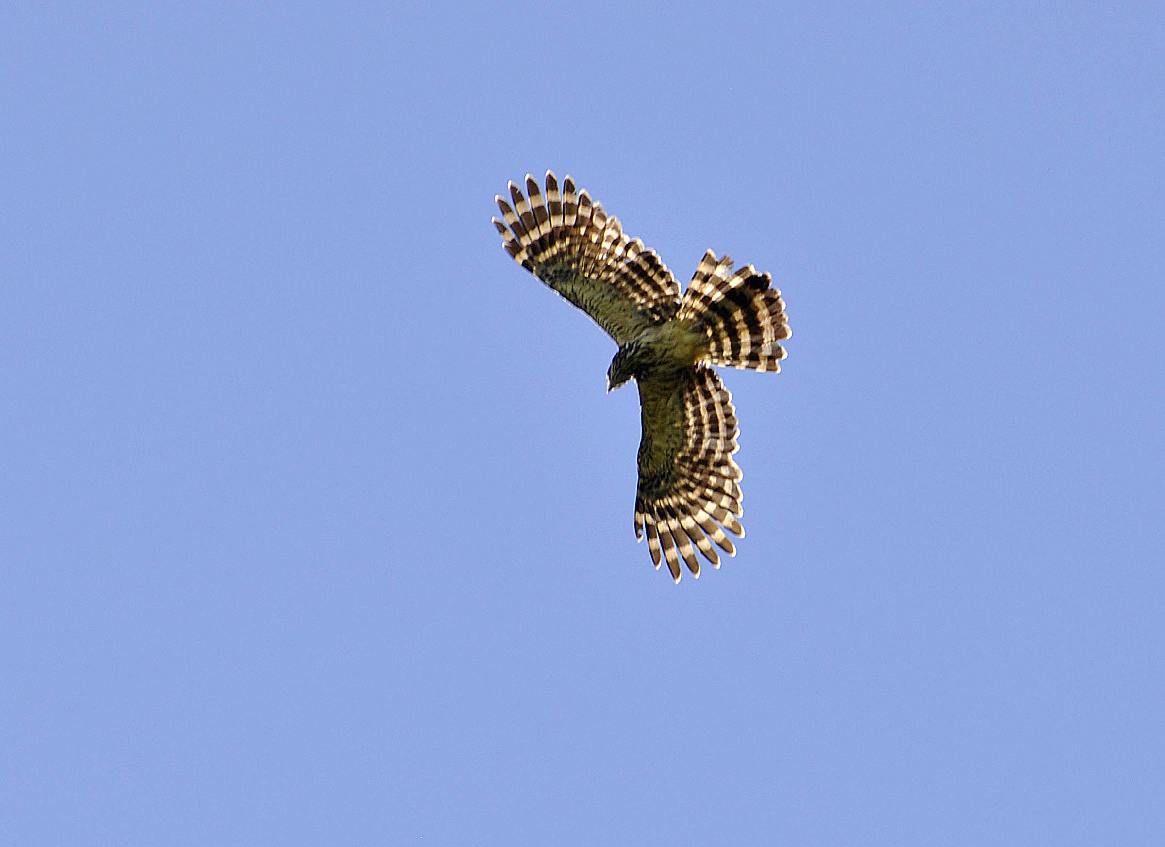 Pretty Long-tailed buzzard