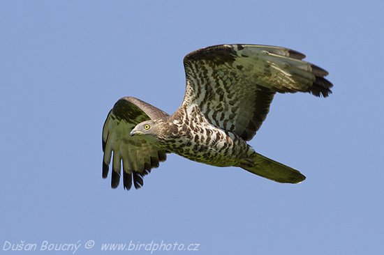 Pretty Long-tailed buzzard