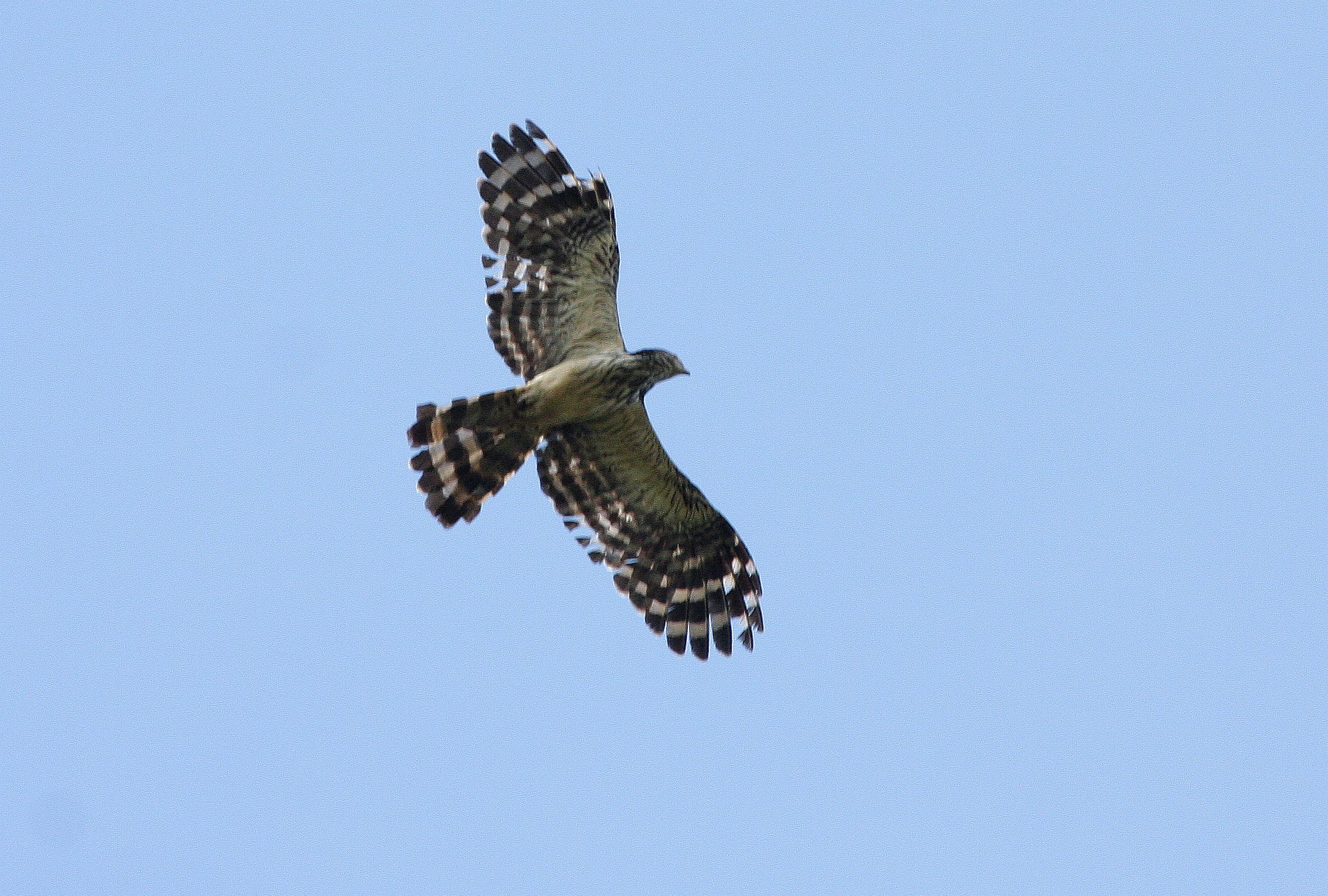 Pretty Long-tailed buzzard