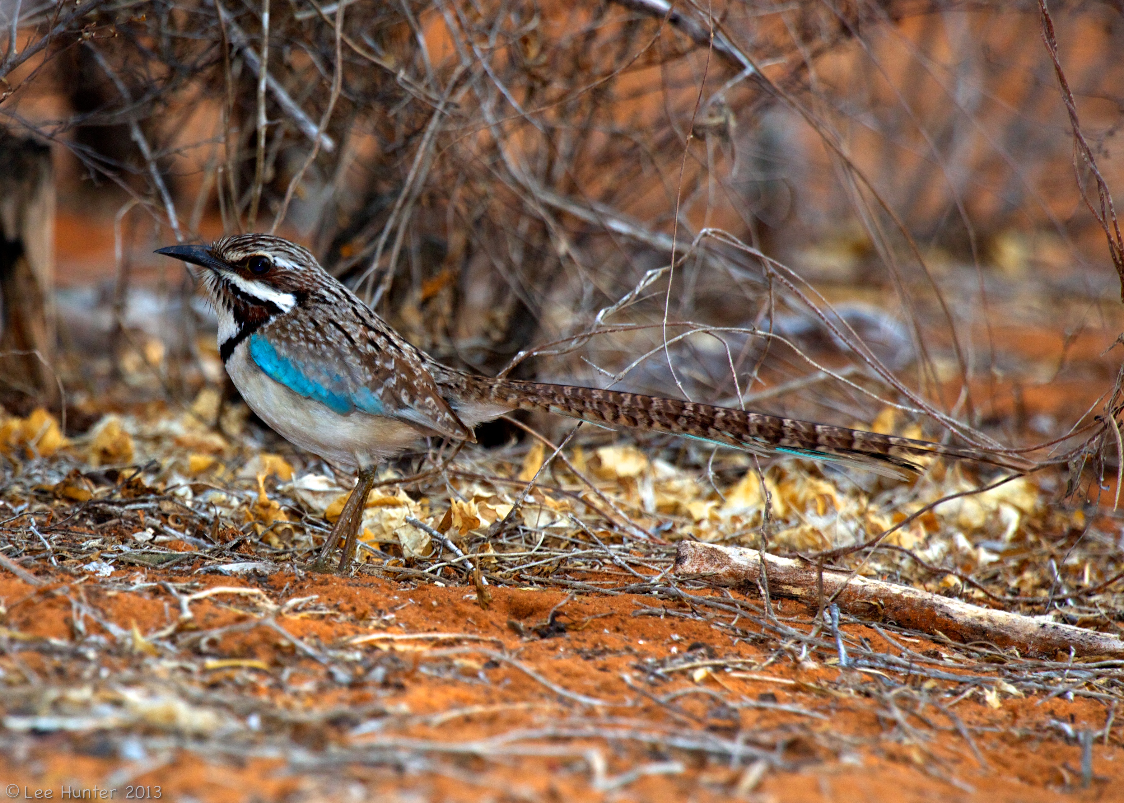 Pretty Long-tailed ground-roller