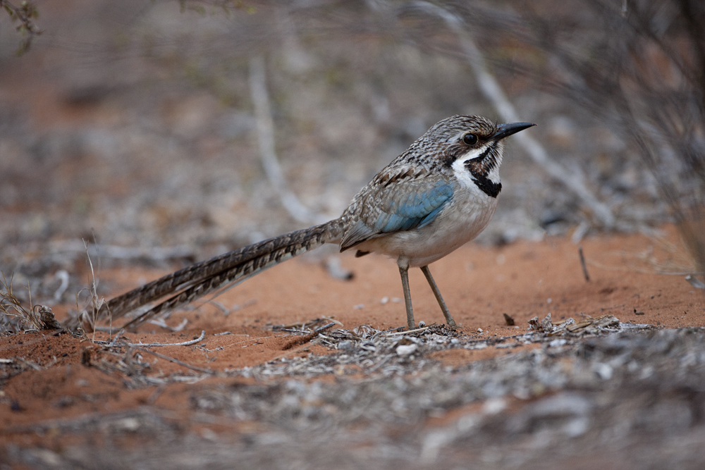 Pretty Long-tailed ground-roller