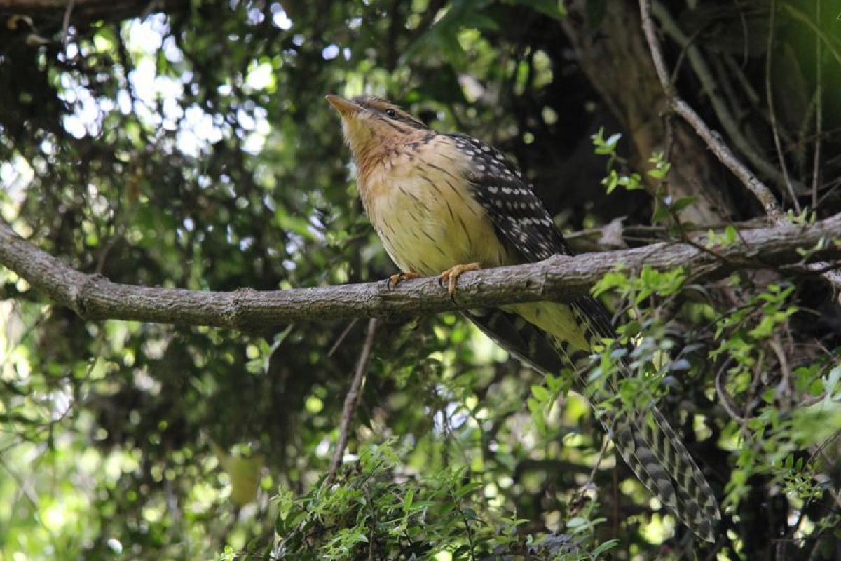 Long-tailed koel