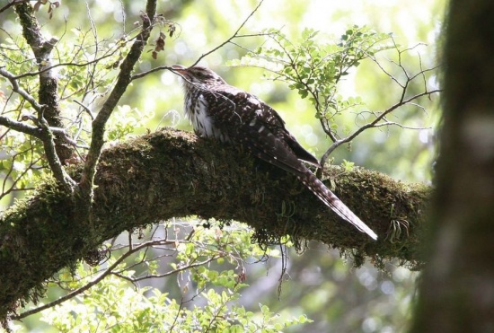 Pretty Long-tailed koel