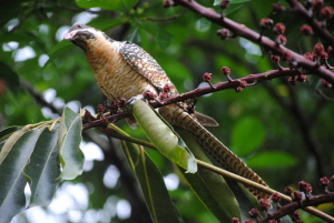 Pretty Long-tailed koel