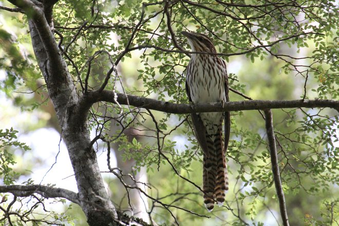 Pretty Long-tailed koel