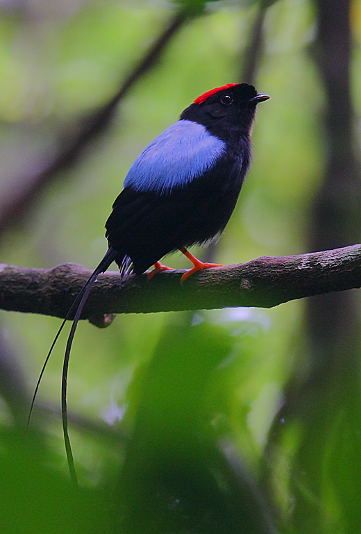 Long-tailed manakin