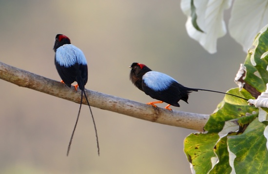 Pretty Long-tailed manakin