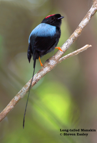 Pretty Long-tailed manakin