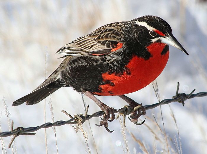Long-tailed meadowlark