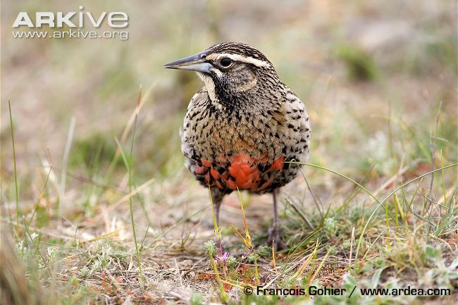 Pretty Long-tailed meadowlark