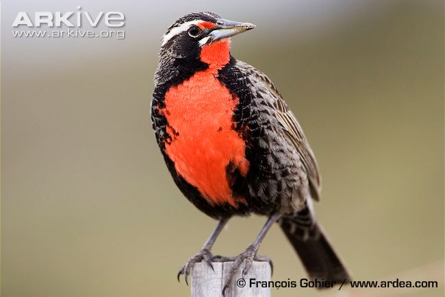 Pretty Long-tailed meadowlark