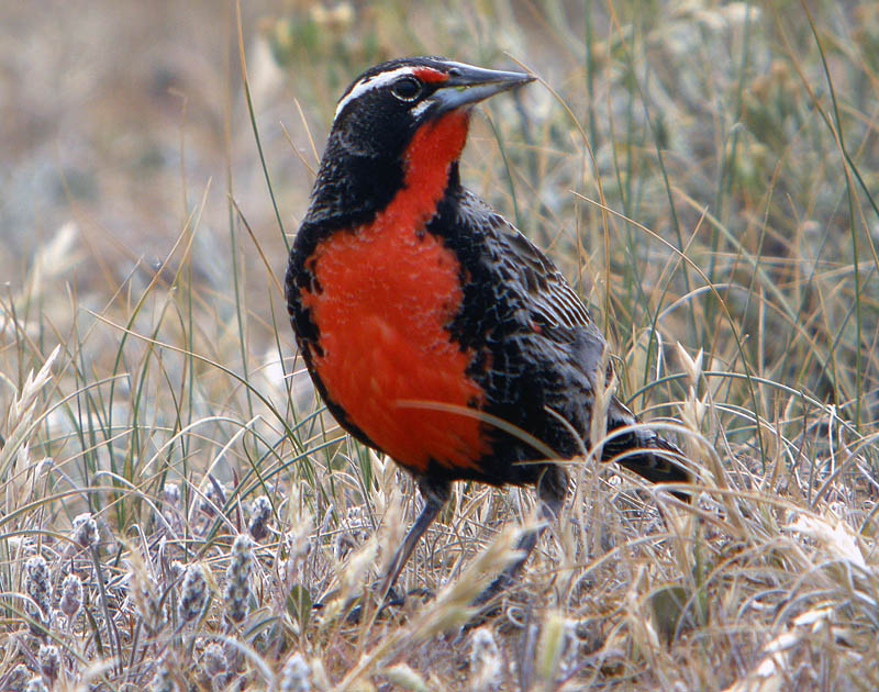 Pretty Long-tailed meadowlark