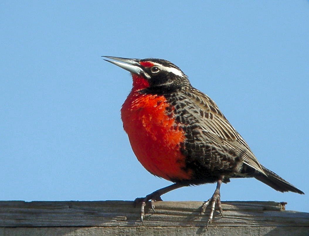 Pretty Long-tailed meadowlark